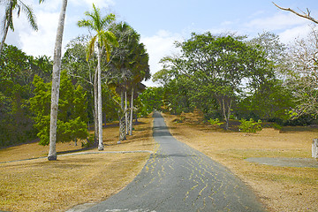 Image showing Colorful trees by the road in Panama during autumn time 