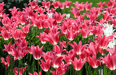 Image showing beautiful tulips