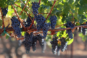 Image showing Red grapes on a vine