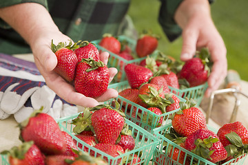 Image showing Farmer Gathering Fresh Strawberries in Baskets