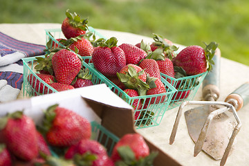 Image showing Baskets of Fresh Strawberries