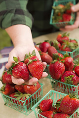 Image showing Farmer Gathering Fresh Strawberries in Baskets