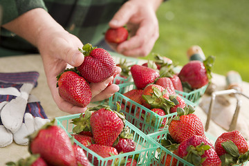 Image showing Farmer Gathering Fresh Strawberries in Baskets