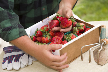 Image showing Farmer Gathering Fresh Strawberries in Baskets