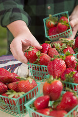 Image showing Farmer Gathering Fresh Strawberries in Baskets