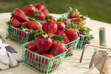 Image showing Baskets of Fresh Strawberries