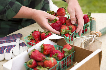 Image showing Farmer Gathering Fresh Strawberries in Baskets