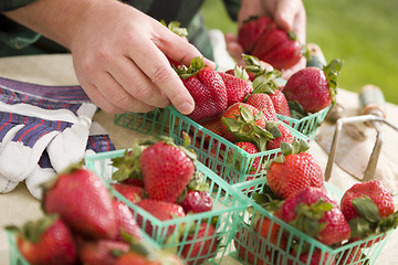 Image showing Farmer Gathering Fresh Strawberries in Baskets