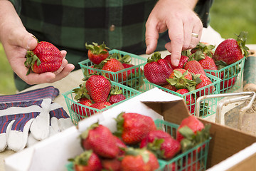 Image showing Farmer Gathering Fresh Strawberries in Baskets