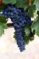 Image showing Grapes on a vine