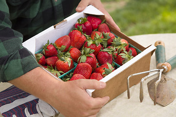 Image showing Farmer Gathering Fresh Strawberries in Baskets