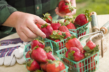 Image showing Farmer Gathering Fresh Strawberries in Baskets