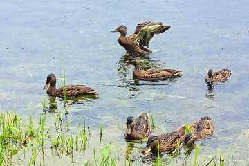 Image showing Ducks on the lake