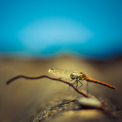 Image showing Dragonfly closeup