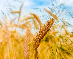 Image showing Golden barley ears