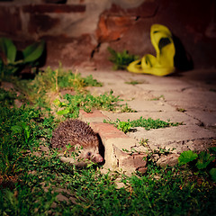 Image showing Hedgehog at night