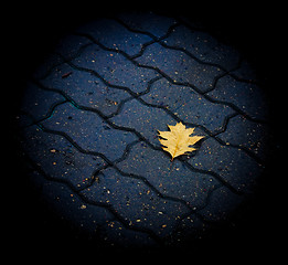 Image showing Lone leaf on the ground