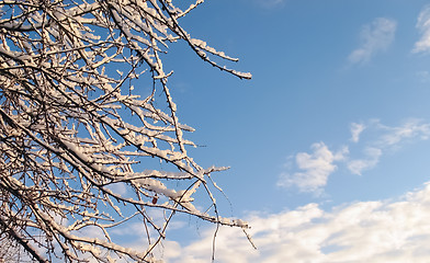 Image showing Snow covered