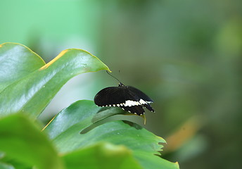 Image showing butterfly