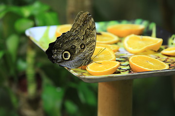 Image showing butterfly