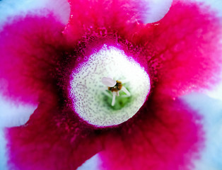 Image showing beautiful violet flower