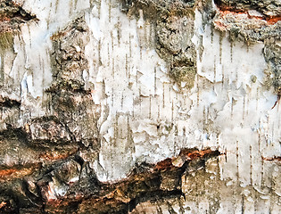 Image showing Birch background