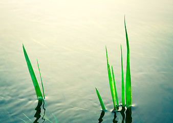 Image showing Plant in water in park