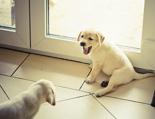Image showing Two labrador retriever puppy 