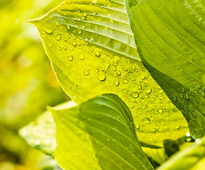 Image showing Water drops on green plant