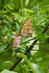 Image showing Butterfly on a flower