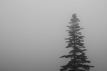 Image showing Fog and Tree