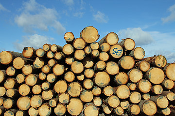 Image showing Cut Spruce Logs and Blue Sky