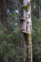 Image showing Wooden birdhouse.