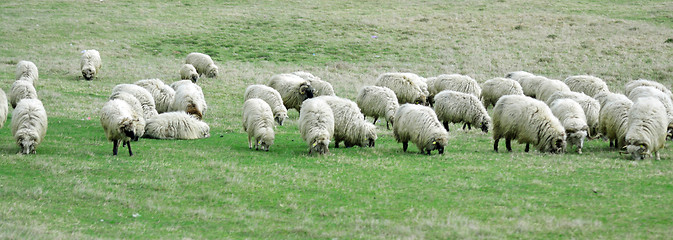 Image showing Sheep and lamb grazing in rural 