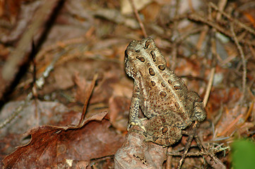Image showing Leopard frog showing its spots