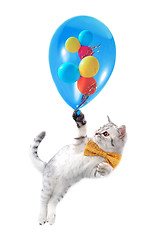 Image showing cute silver tabby Scottish cat with bow and  ballons