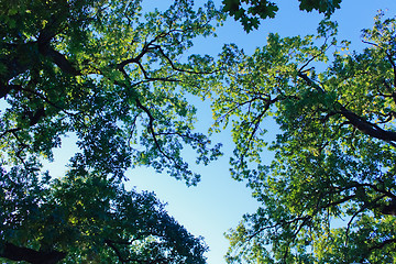 Image showing Crone of tree on a sky abstract