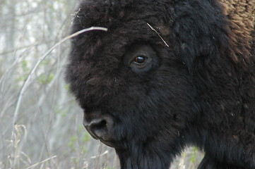 Image showing Bison Face
