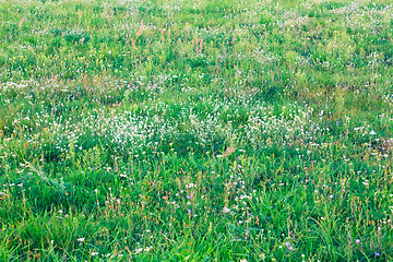 Image showing Grass pattern