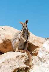 Image showing yellow footed rock wallaby