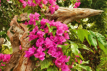 Image showing beautiful pink flowers in the garden