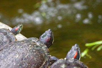 Image showing tortoises on waters edge