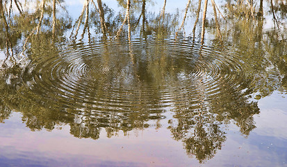 Image showing river gum trees reflecting in river