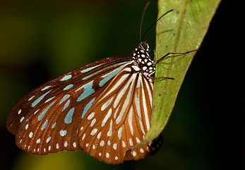 Image showing butterfly in garden