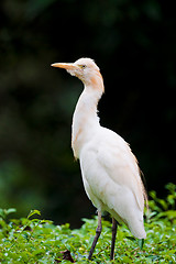 Image showing cattle egret bird on bush
