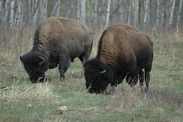 Image showing Bison