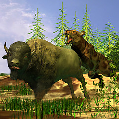 Image showing Saber-Tooth Tiger