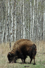 Image showing Bison and birch