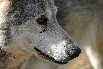 Image showing Grey Wolf