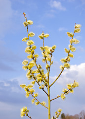 Image showing kittens in spring blooming tree branch blue sky 